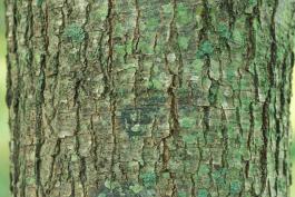 Image of a cherrybark oak bark
