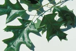 Image of a cherrybark oak leaf