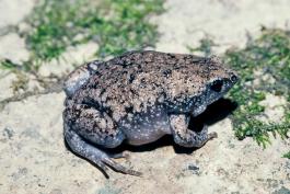 Image of an eastern narrow-mouthed toad
