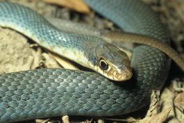 Photo of an eastern yellow-bellied racer, closeup of head.