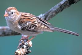Image of a field sparrow