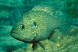 Image of a green sunfish