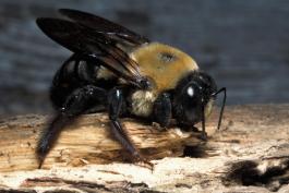 Eastern carpenter bee standing on a wooden surface