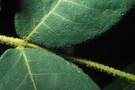 Image of a mockernut hickory leaf