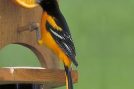 Image of a Baltimore oriole eating orange from a feeder