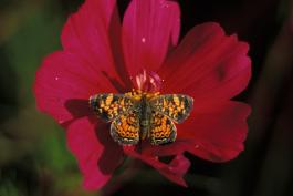 Image of a pearl crescent