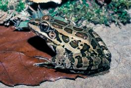 Image of a pickerel frog