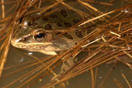 Photo of a plains leopard frog in a pond.