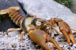 Photo of a saddleback crayfish.