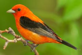 Image of a male scarlet tanager