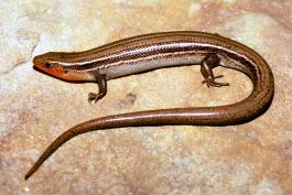 Image of a southern prairie skink