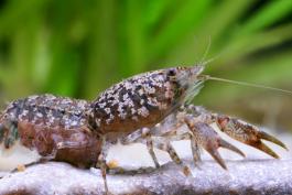 Photo of a Shufeldt’s dwarf crayfish.