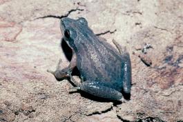 Image of an upland chorus frog
