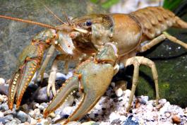 Photo of a northern, also called virile, crayfish.