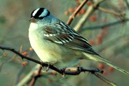 Image of a white-crowned sparrow