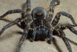 Image of a speckled wolf spider
