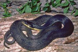 Image of a yellow-bellied watersnake