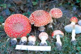 photo of fly agaric amanita mushrooms that are not found in Missouri