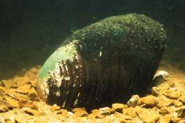 elephantear mussel half-buried in a gravel substrate