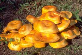 jack-o-lantern mushroom