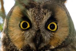 long eared owl