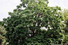 Photo of a northern catalpa tree growing in a lawn.