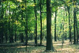 Photo of overcup oak trees in a forest.