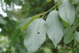 Photo of persimmon leaves