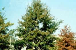 shingle oak