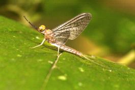 Photo of adult mayfly on a leaf