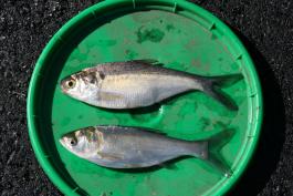 Two fish lying on sides in a green tray, with gizzard shad at top and young silver carp below