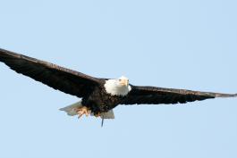 Photo of a bald eagle in flight