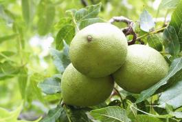unripe-black-walnuts