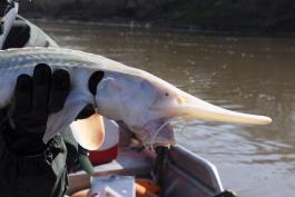 A close-up photo showing the snout and mouth of a pallid sturgeon.