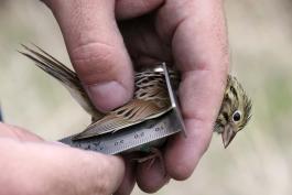 Henslow's Sparrow being measured