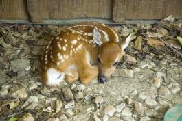 A tiny, white-spotted fawn is curled up on gravel.