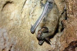 Photo of a little brown myotis hanging from cave wall with lesions on its wrist.