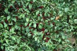Invasive autumn olive in fruit
