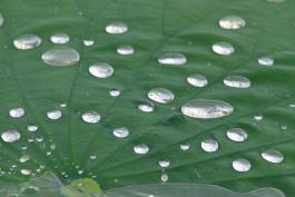 Photo shows water beading up on the surface of lotus leaves
