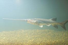 Swimming paddlefish, viewed from left.