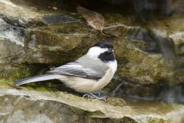 Black-capped chickadee image showing characters for identification.