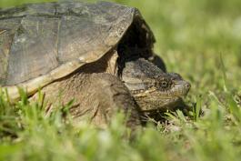 Photo of an eastern snapping turtle.