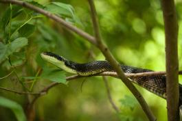 Photo of a western ratsnake climbing in a tree.