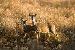 A White-tailed deer doe and fawn