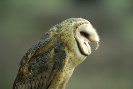 Image of barn owl, side view