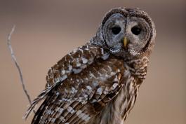 Image of barred owl
