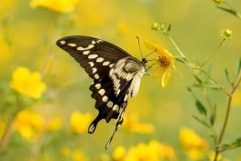Image of giant swallowtail nectaring on a yellow composite flower