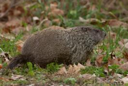 Image of woodchuck (groundhog)