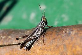Image of a male admirable grasshopper.