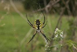 Image of a female Argiope garden spider.